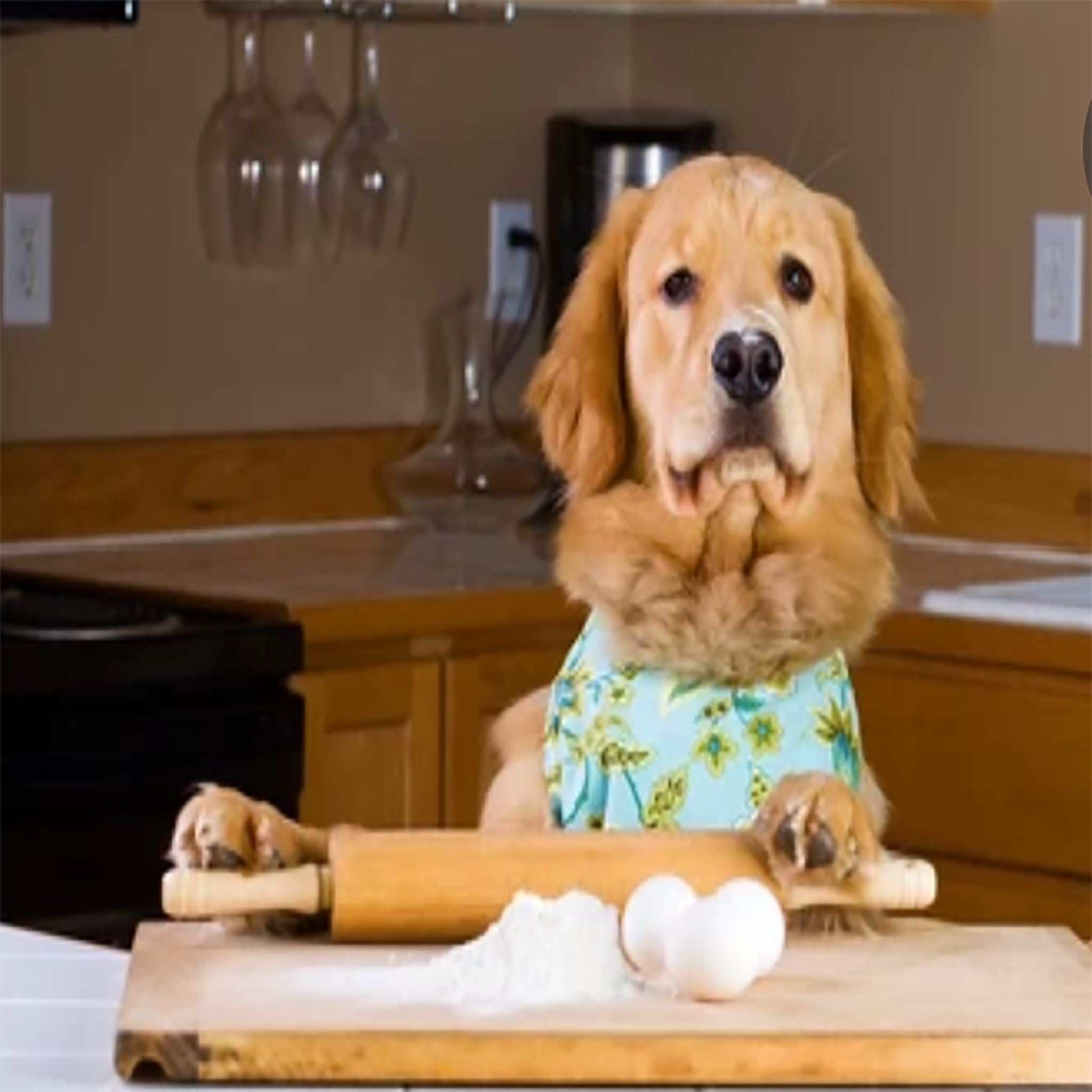 PAWsitively Organic Dog Bakery Macarons Organic Dog Treats
