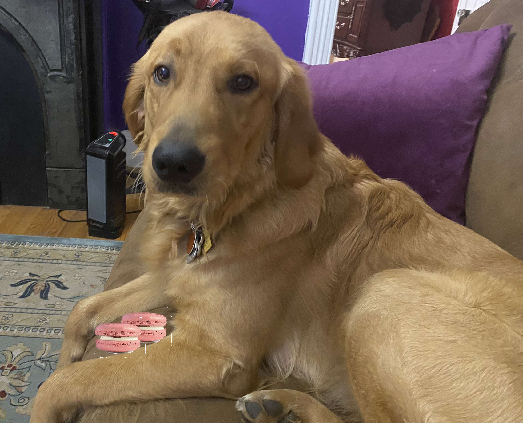 PAWsitively Organic Dog Bakery Macarons Organic Dog Treats